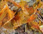 Bright Orange Wulfenite Cluster - Large Crystals #39140-3